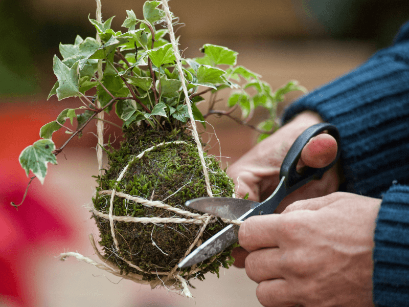 Wrapping kokedama plant with garden string