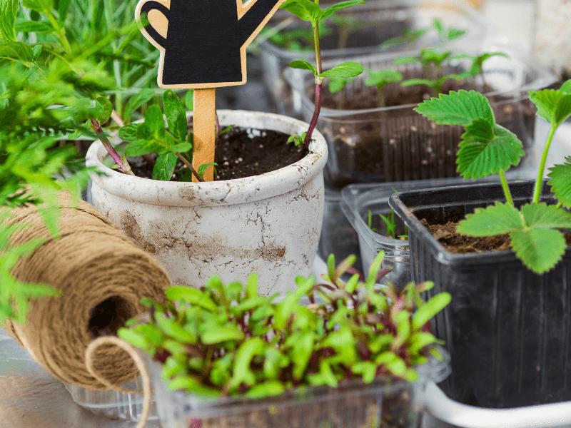 Potting shed with twine for spring gardening