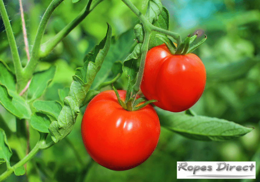 Tomatoes in tomato trellis