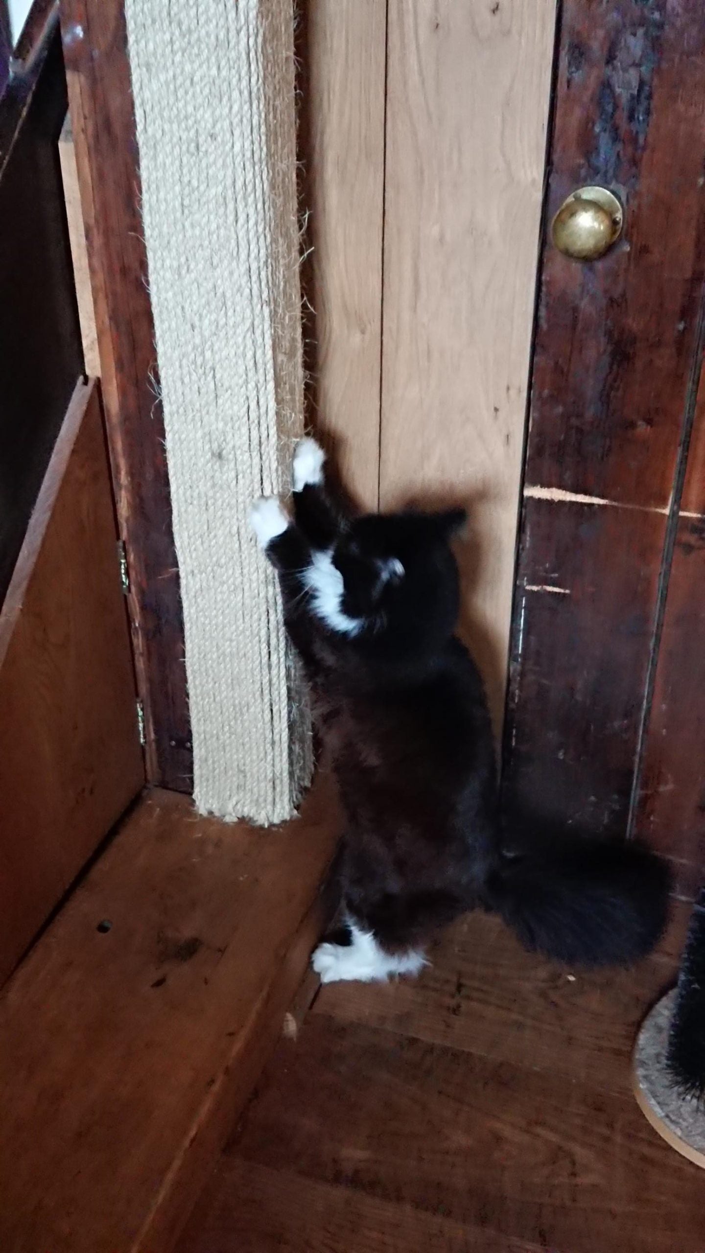 rope scratching for cats