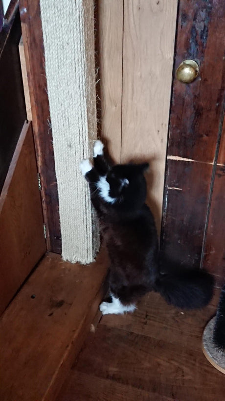 rope scratching for cats