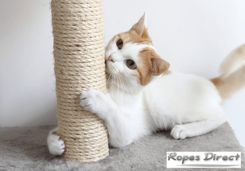 cat playing with DIY cat scratching post
