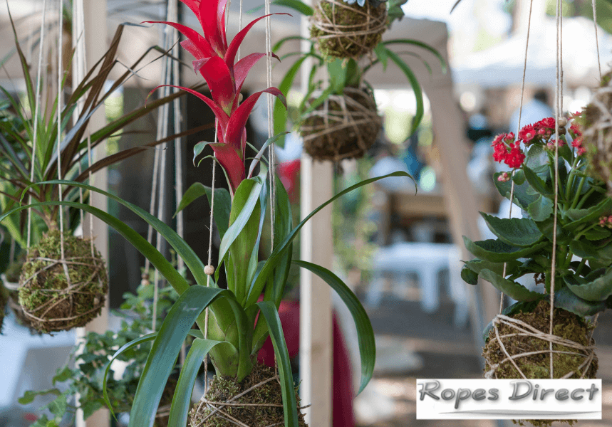 Kokedama created using twine