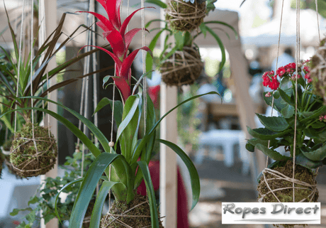 Kokedama created using twine