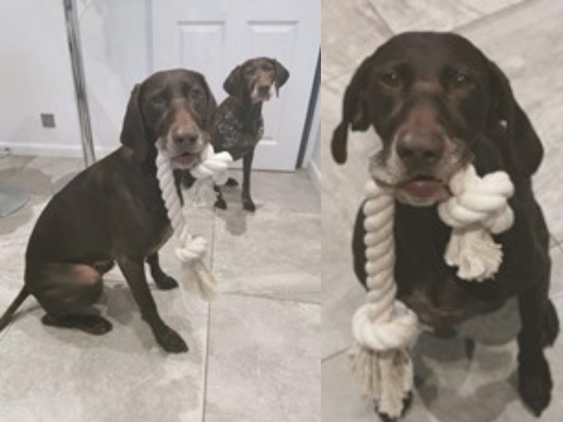 dogs holding cotton rope toys