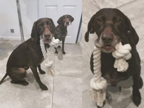 dogs holding cotton rope toys