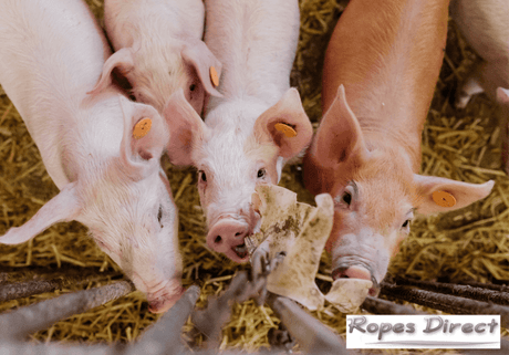 Pigs playing with pig enrichment toy