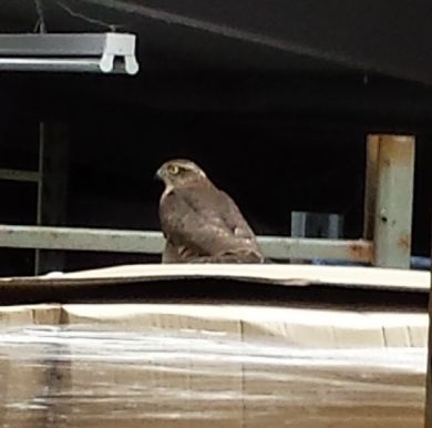 Sparrow hawk